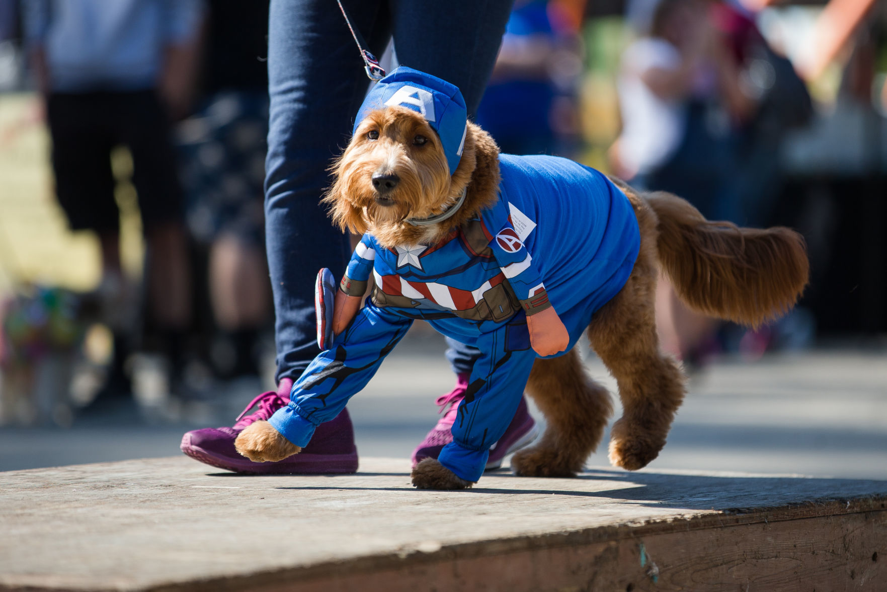 2019 1006 caninecarnival 04.jpg